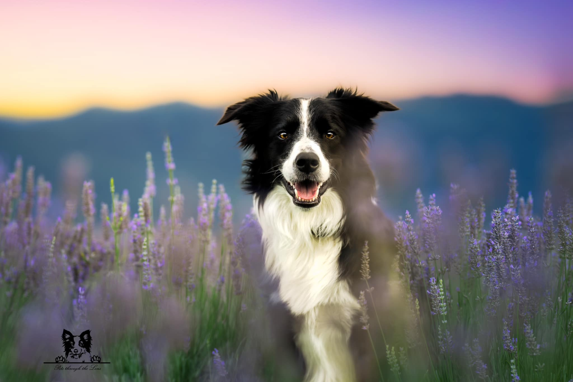 Willowcreek Border Collies