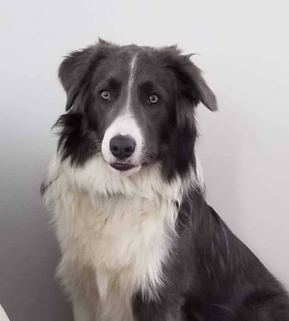 Willowcreek Border Collies