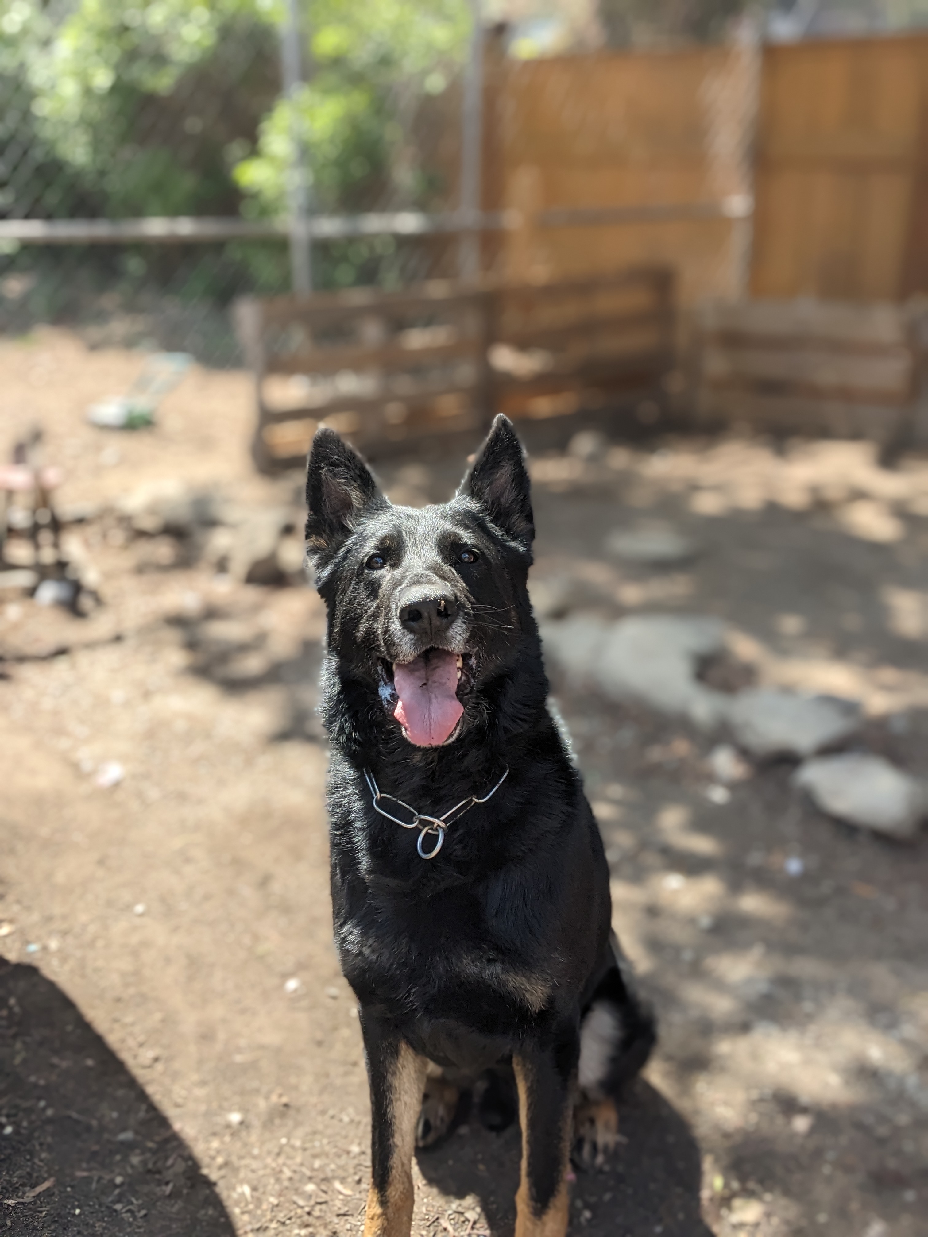 Clarknberg German Shepherds 
