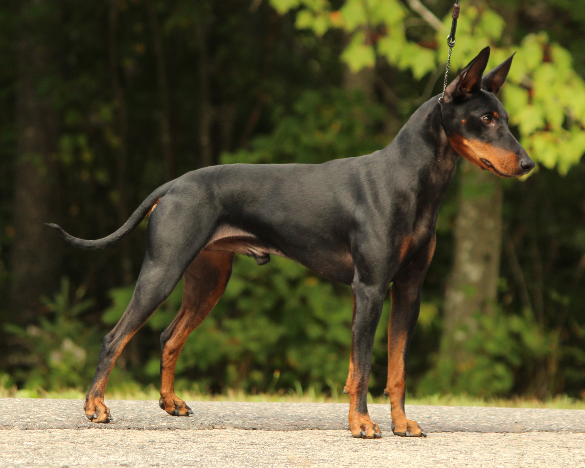Curlious Reg’d Manchester Terriers