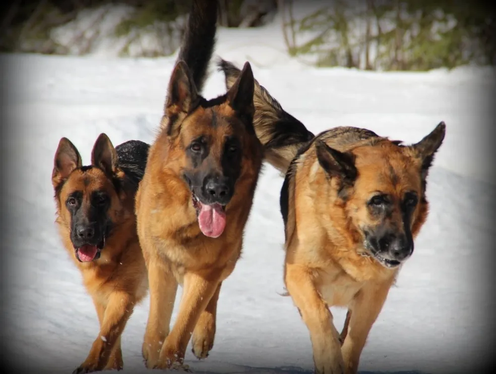 Boomlake CKC Registered German Shepherds