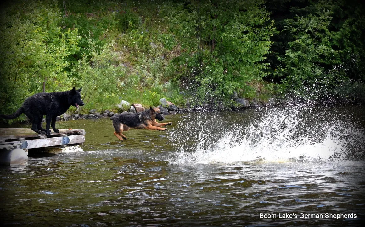 Boomlake CKC Registered German Shepherds