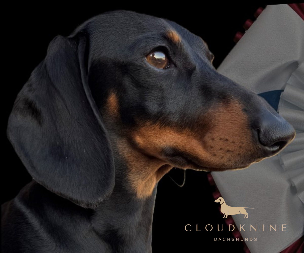 CLOUDKNINE Dachshunds