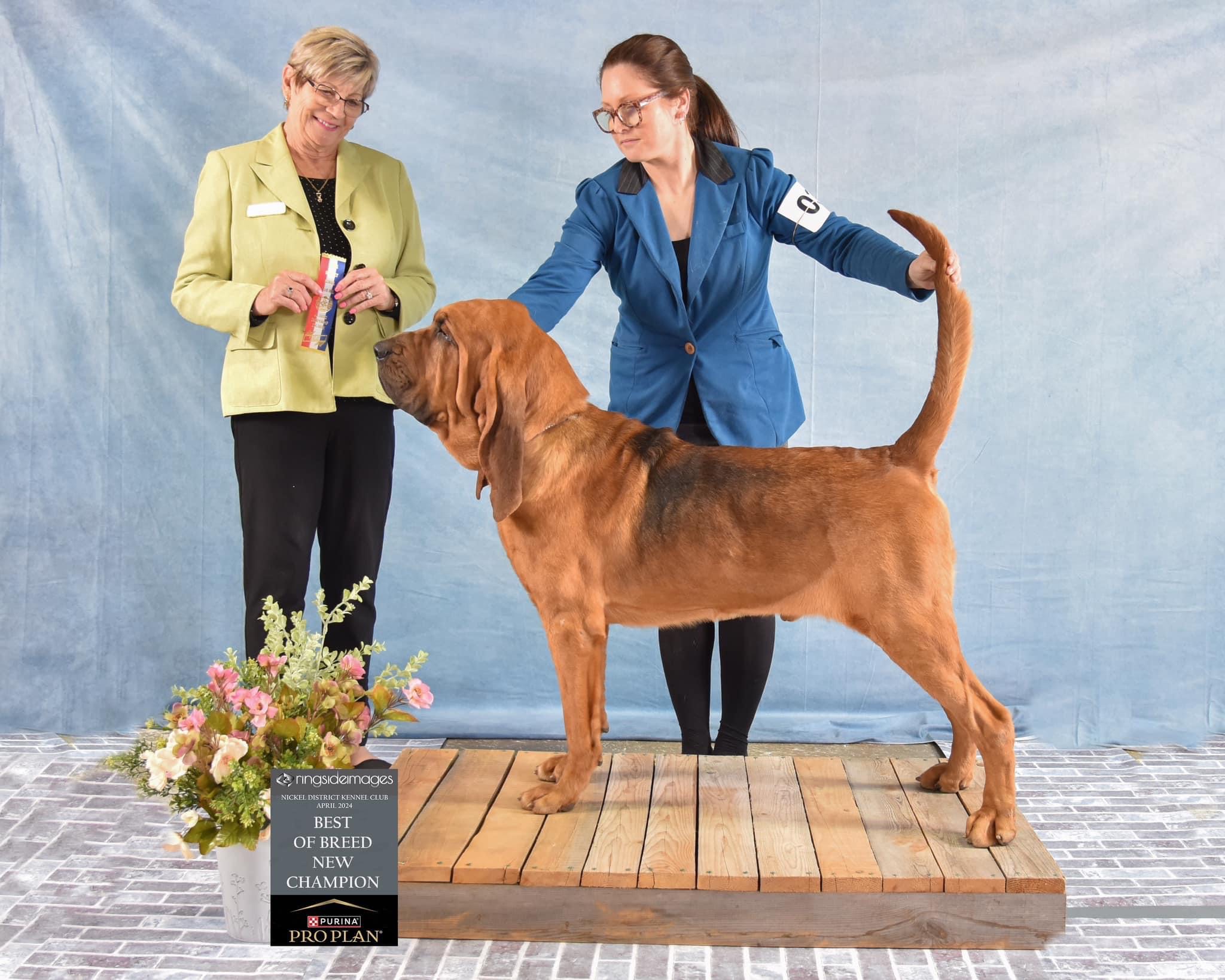 Boru Bloodhounds
