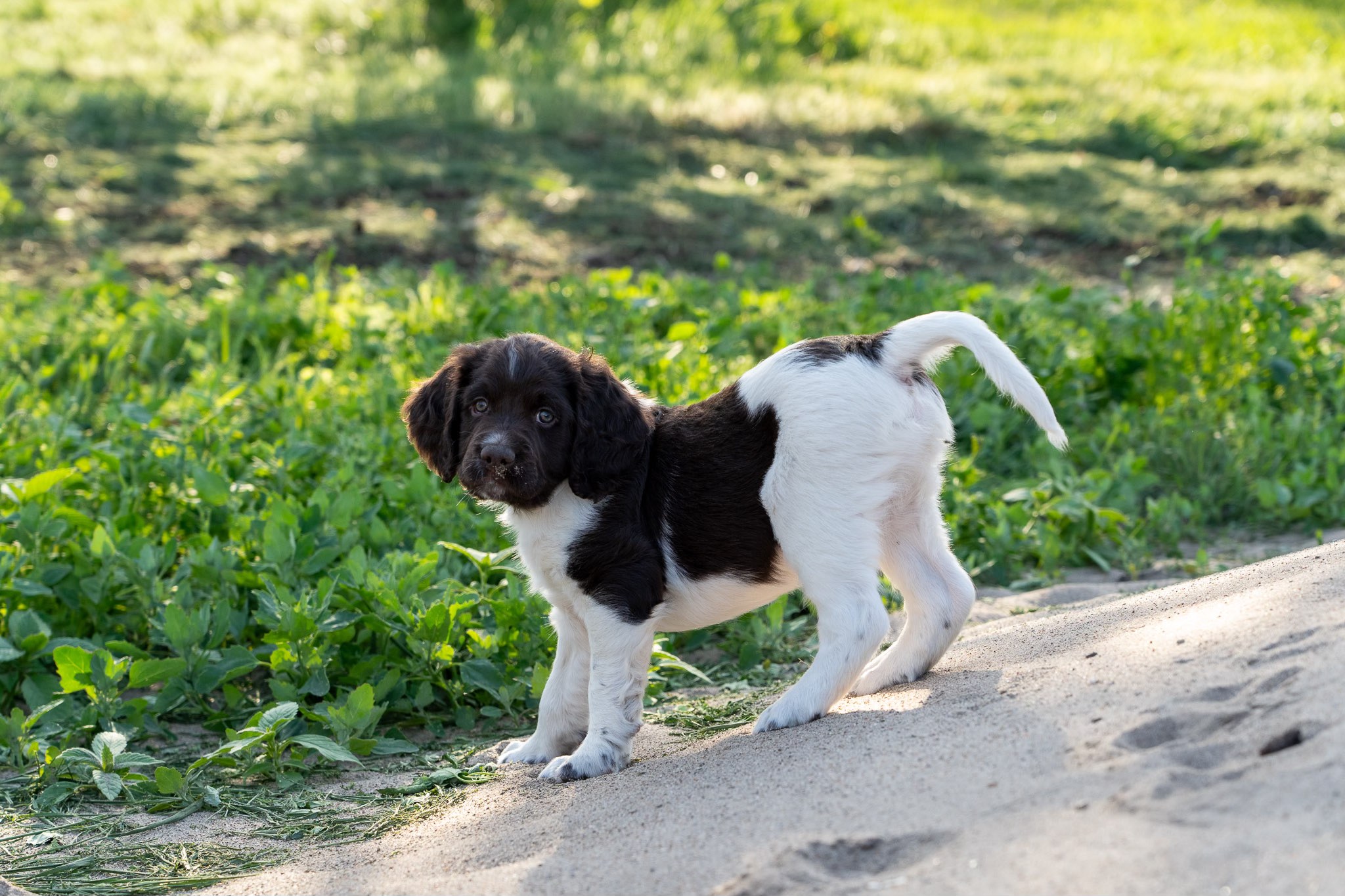 Skypoint German Shorthaired Pointers 3