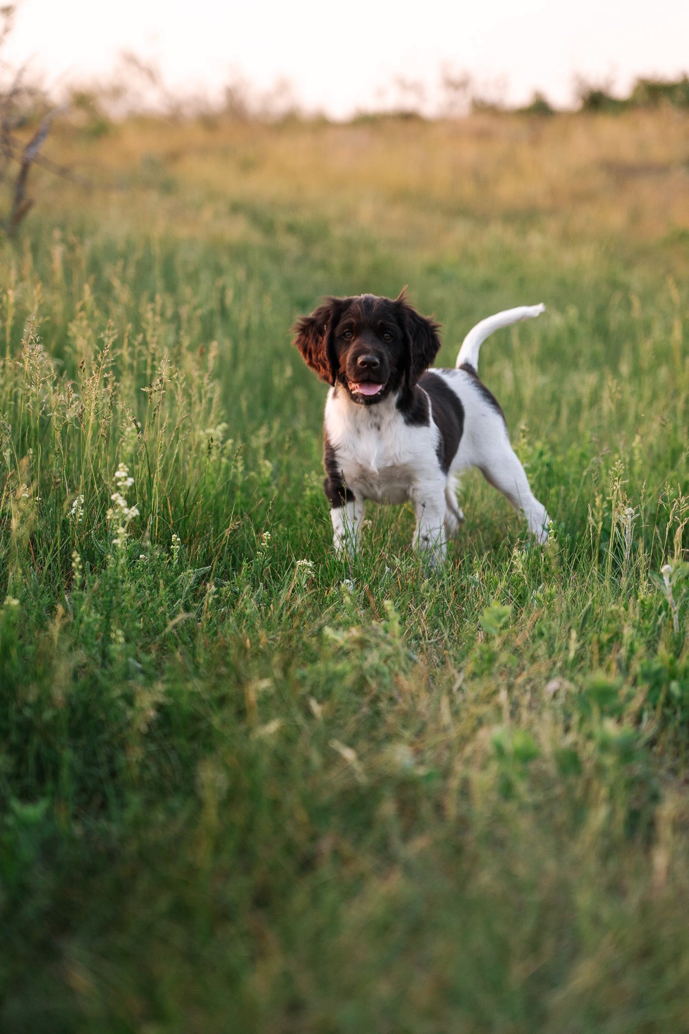 Skypoint German Shorthaired Pointers 4