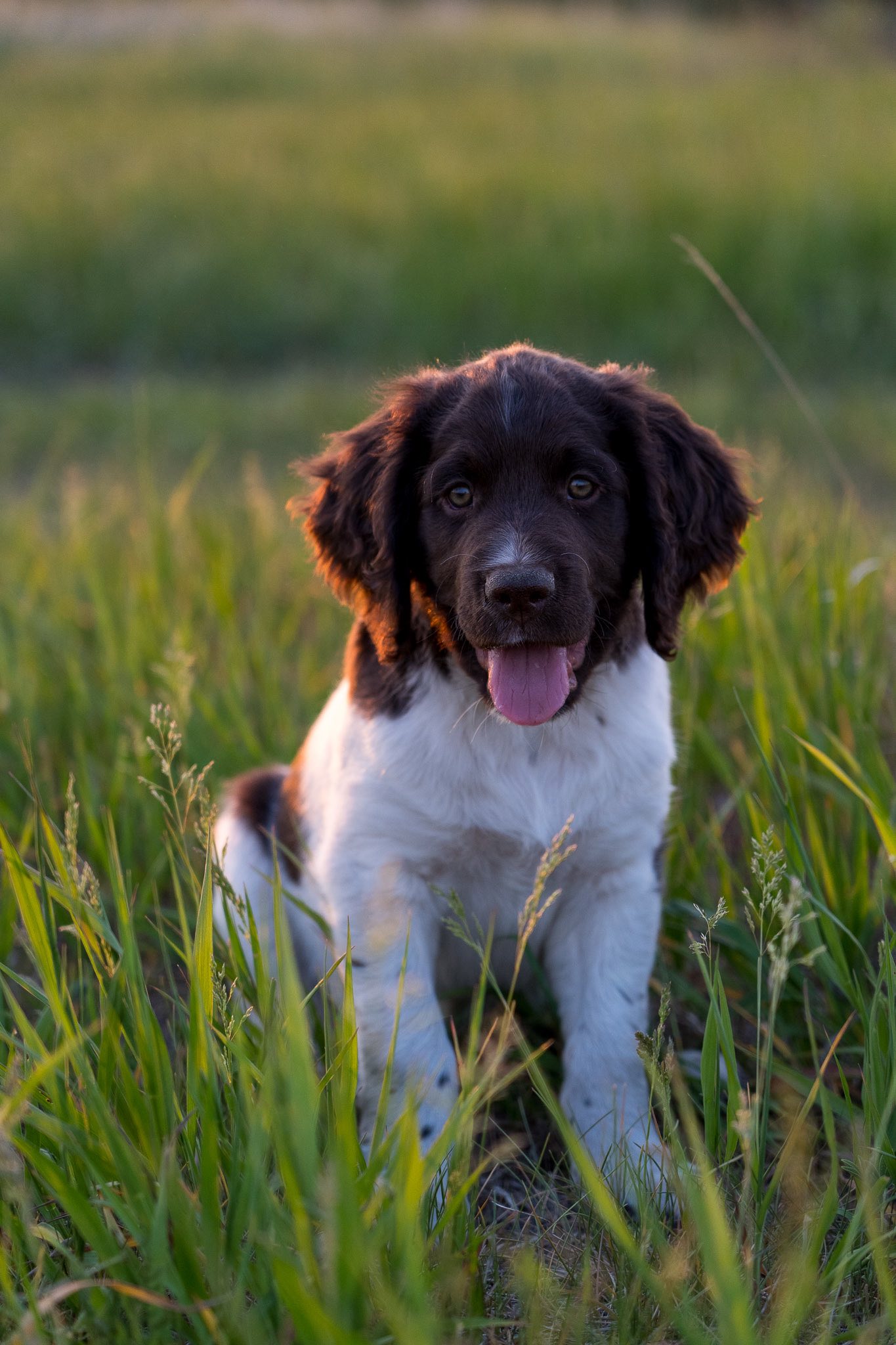 Skypoint German Shorthaired Pointers 5