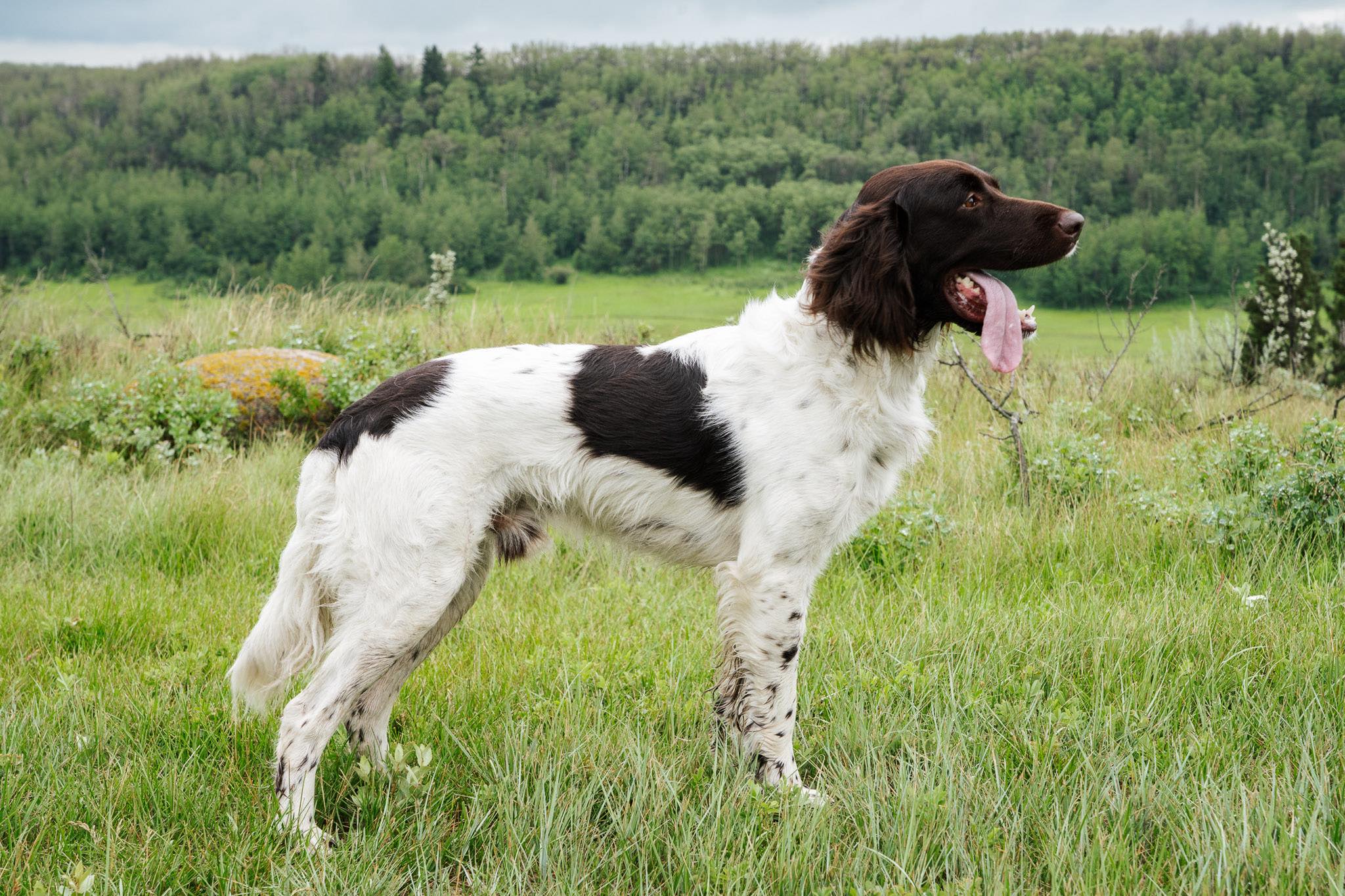 Skypoint German Shorthaired Pointers 6
