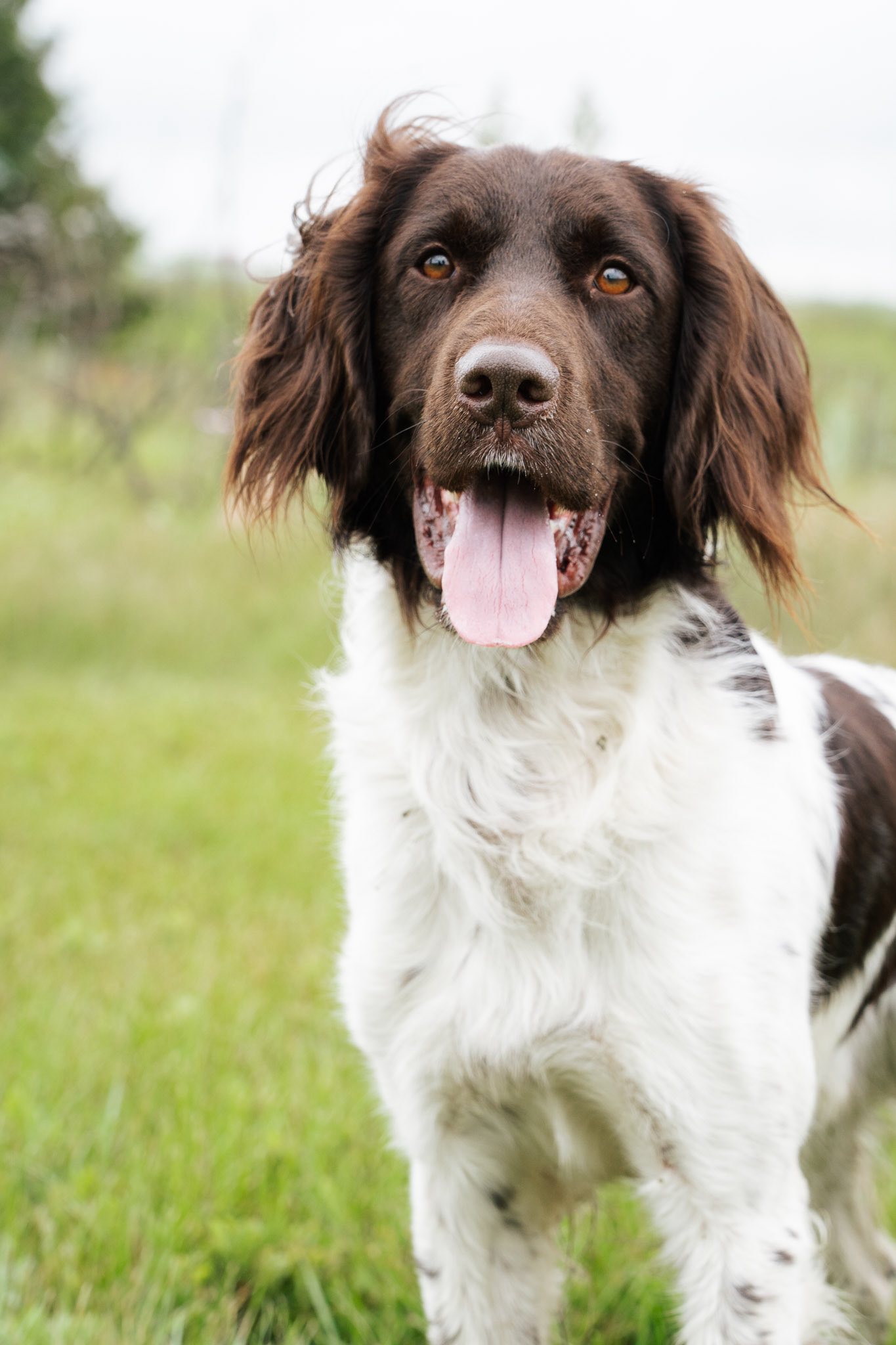 Skypoint German Shorthaired Pointers 7