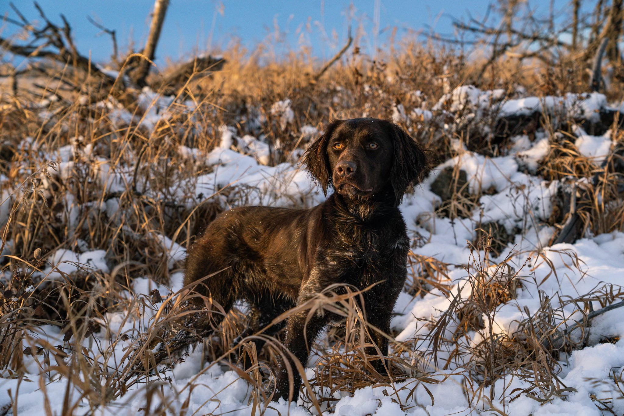 Skypoint German Shorthaired Pointers 8