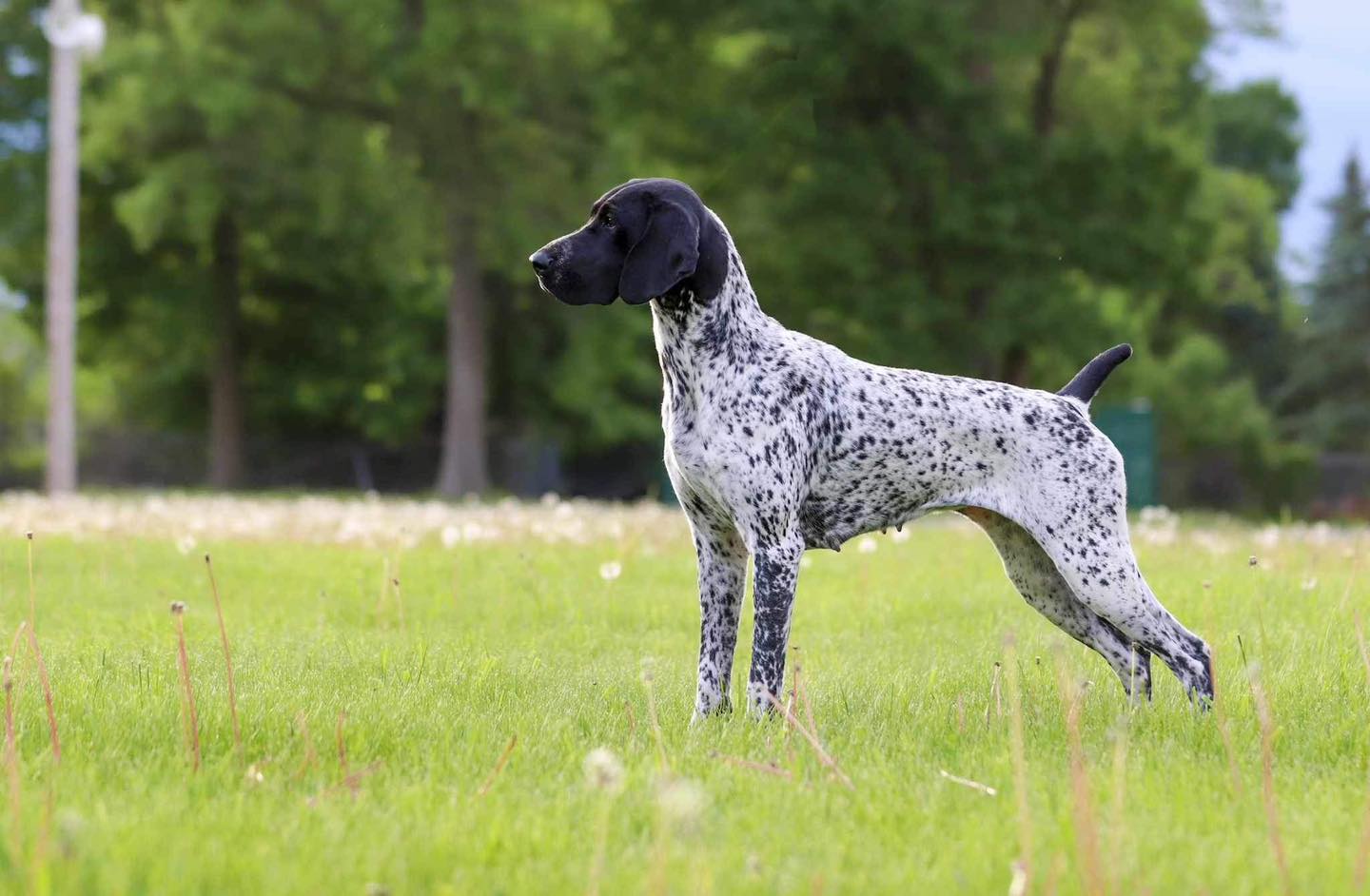 Skypoint German Shorthaired Pointers