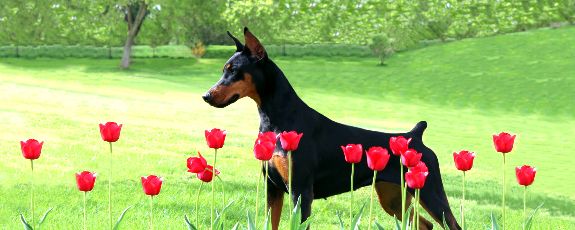 Dobermann’s Di Ravallese