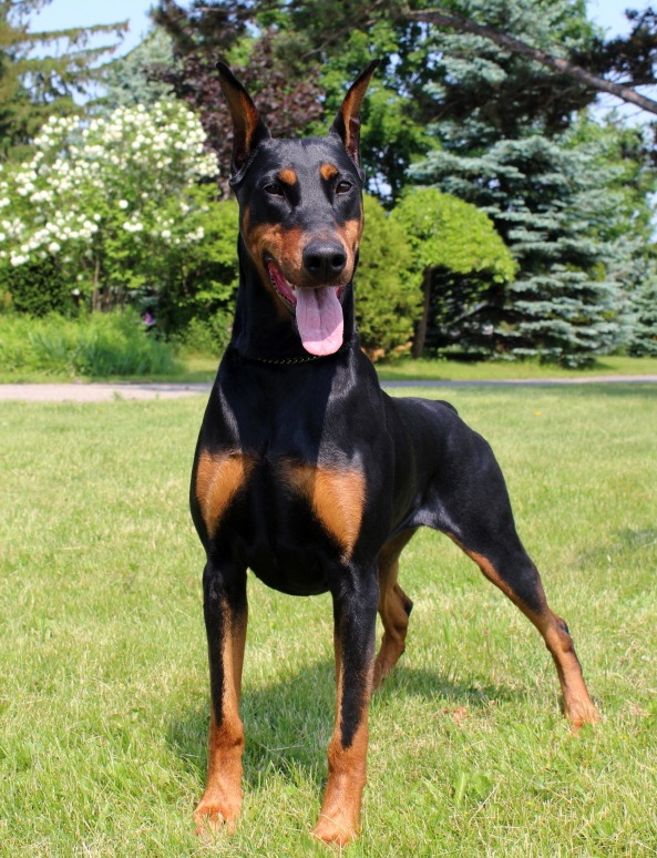 Dobermann’s Di Ravallese