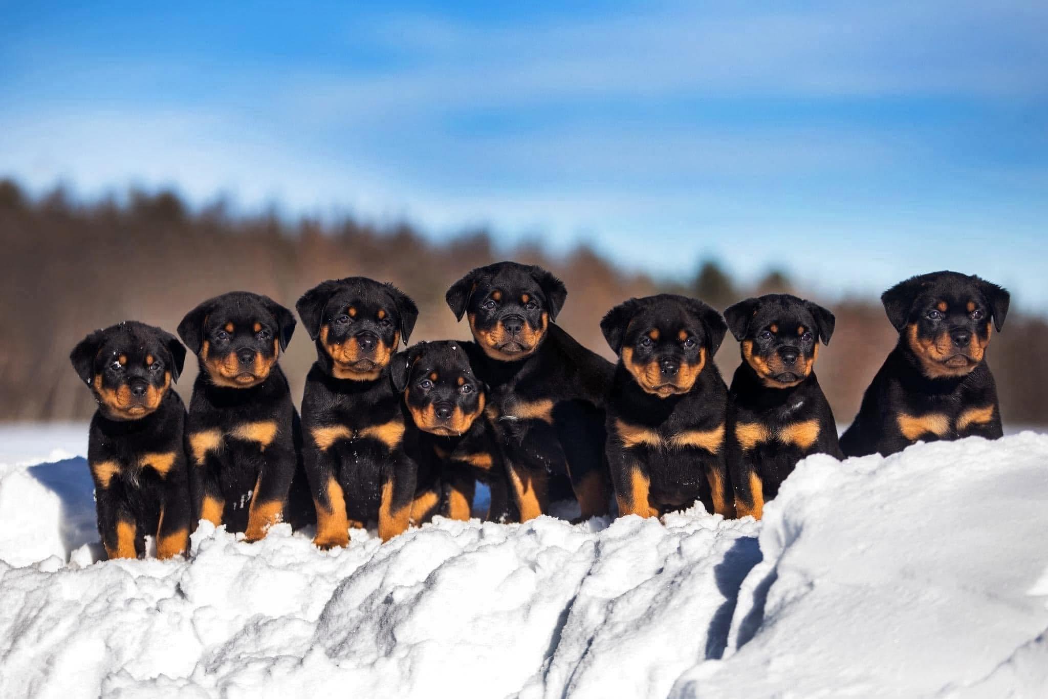 Von Stoisch Rottweilers Enr.