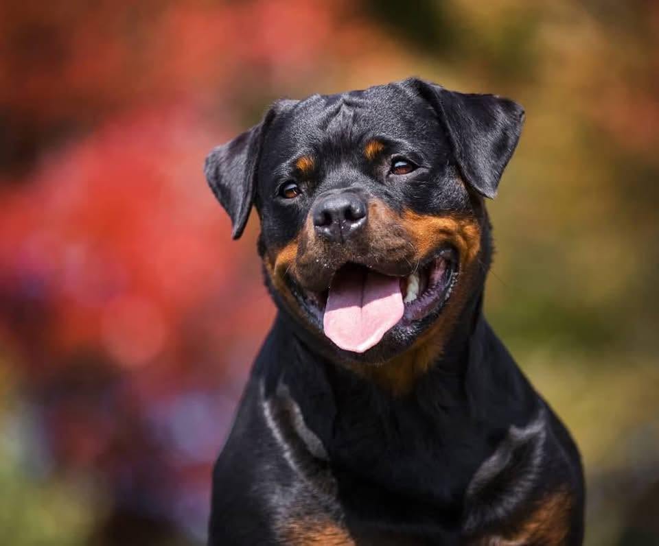 Von Stoisch Rottweilers Enr.