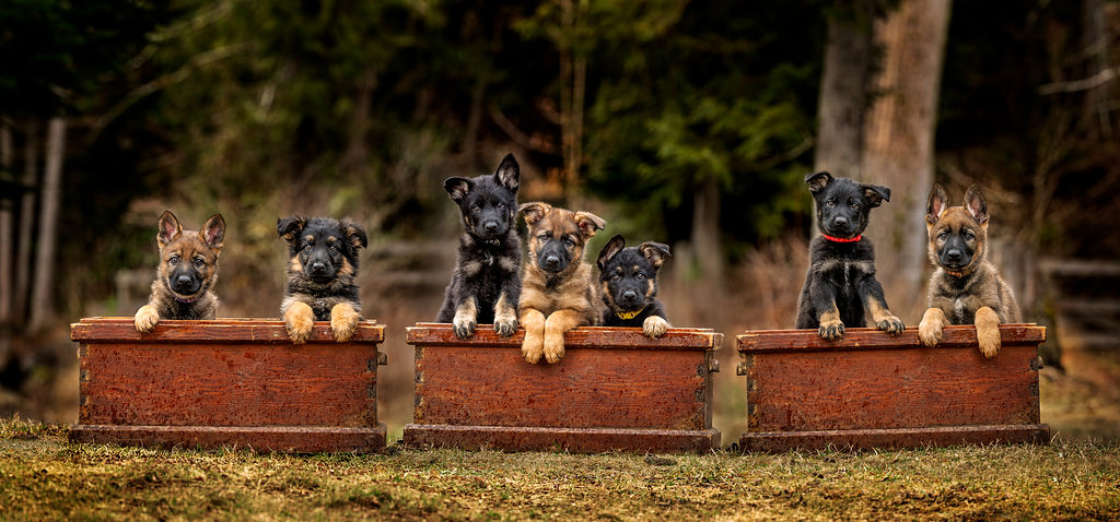 Lojack Sport Dogs