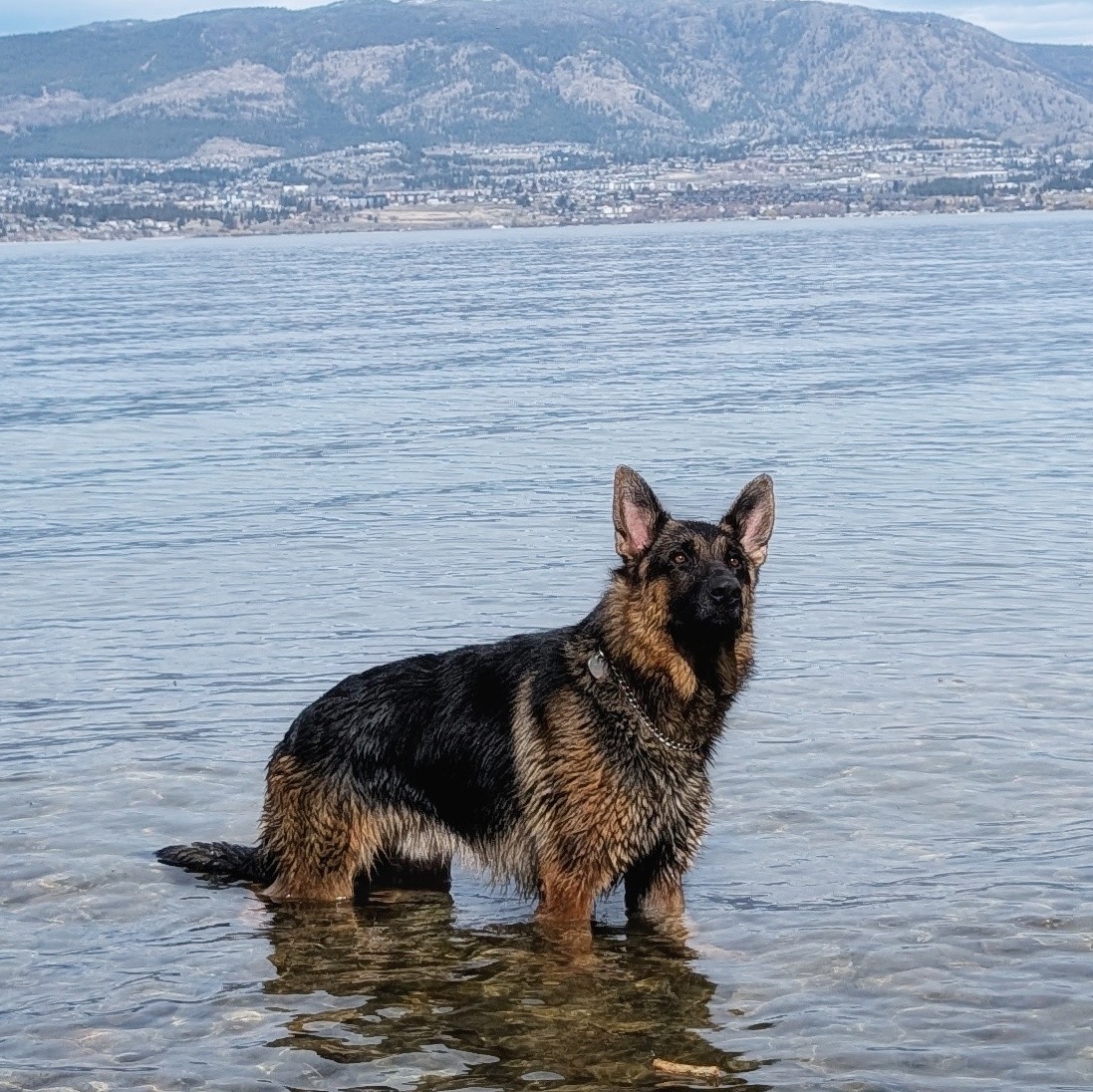 Lojack Sport Dogs 