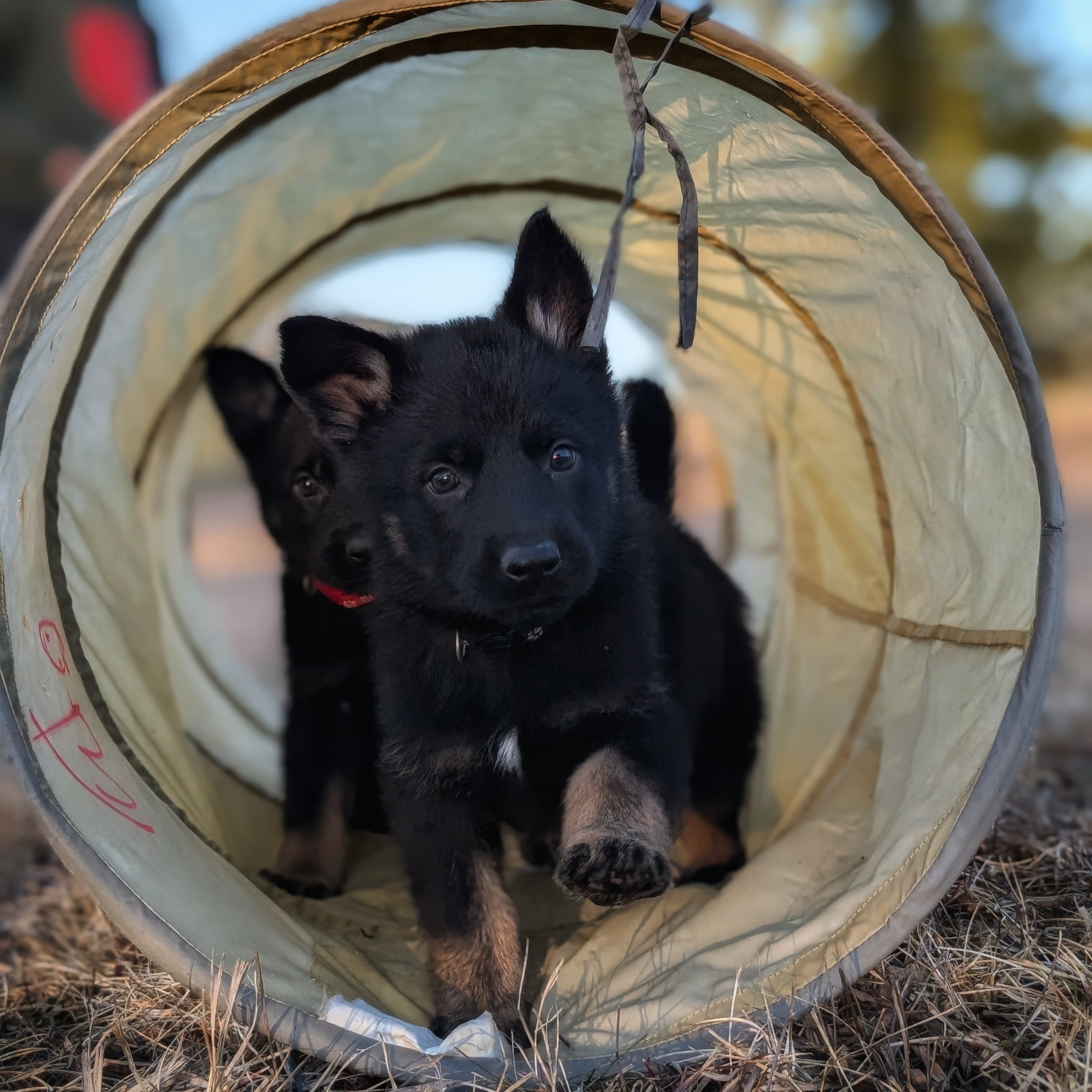 Lojack Sport Dogs  2