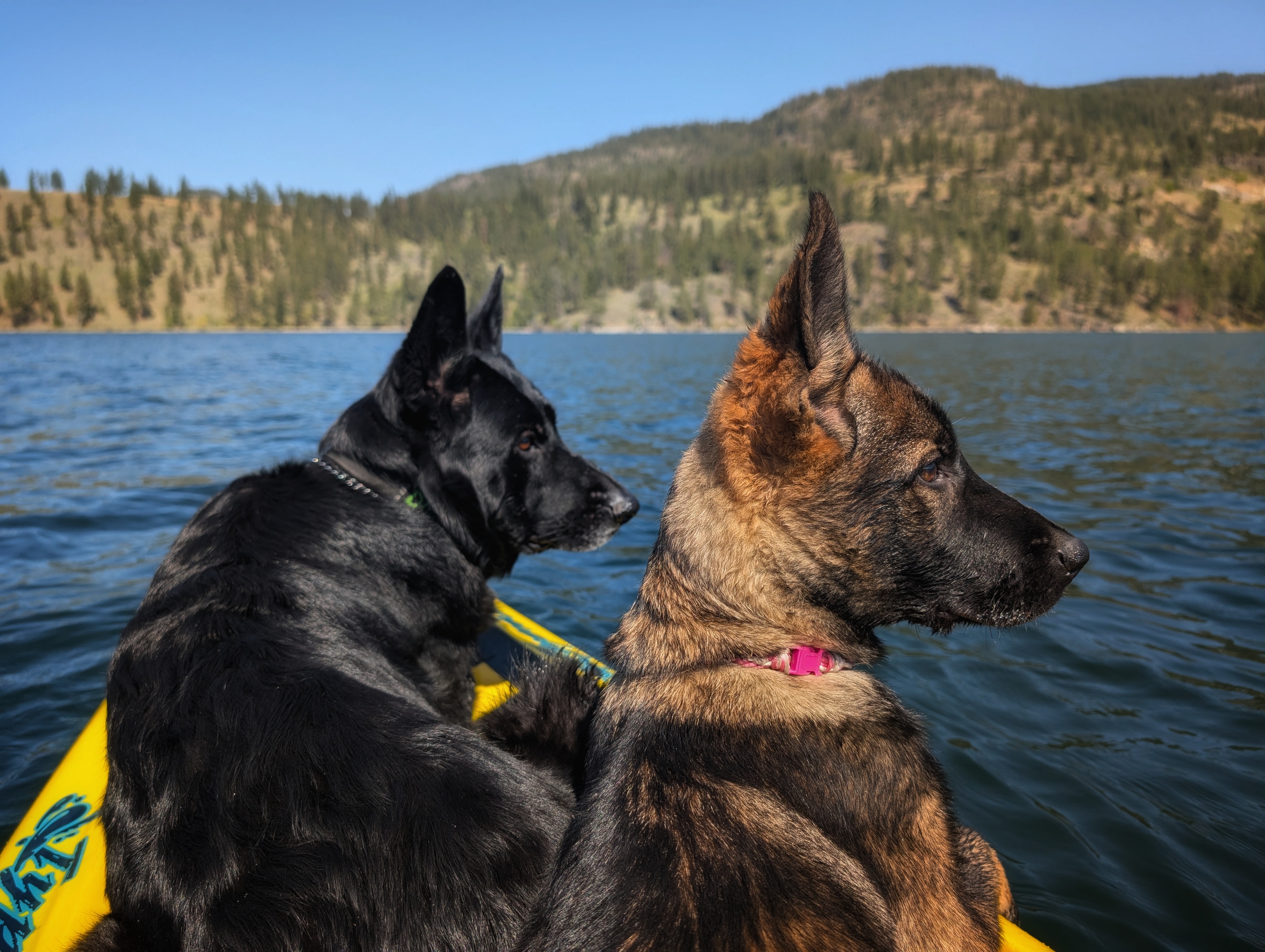 Lojack Sport Dogs  3