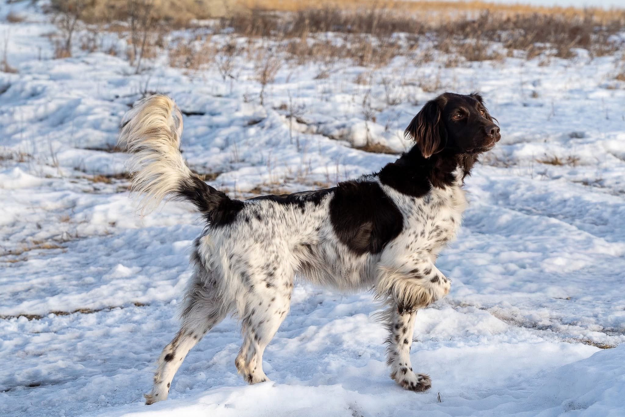 Four Point Kennels