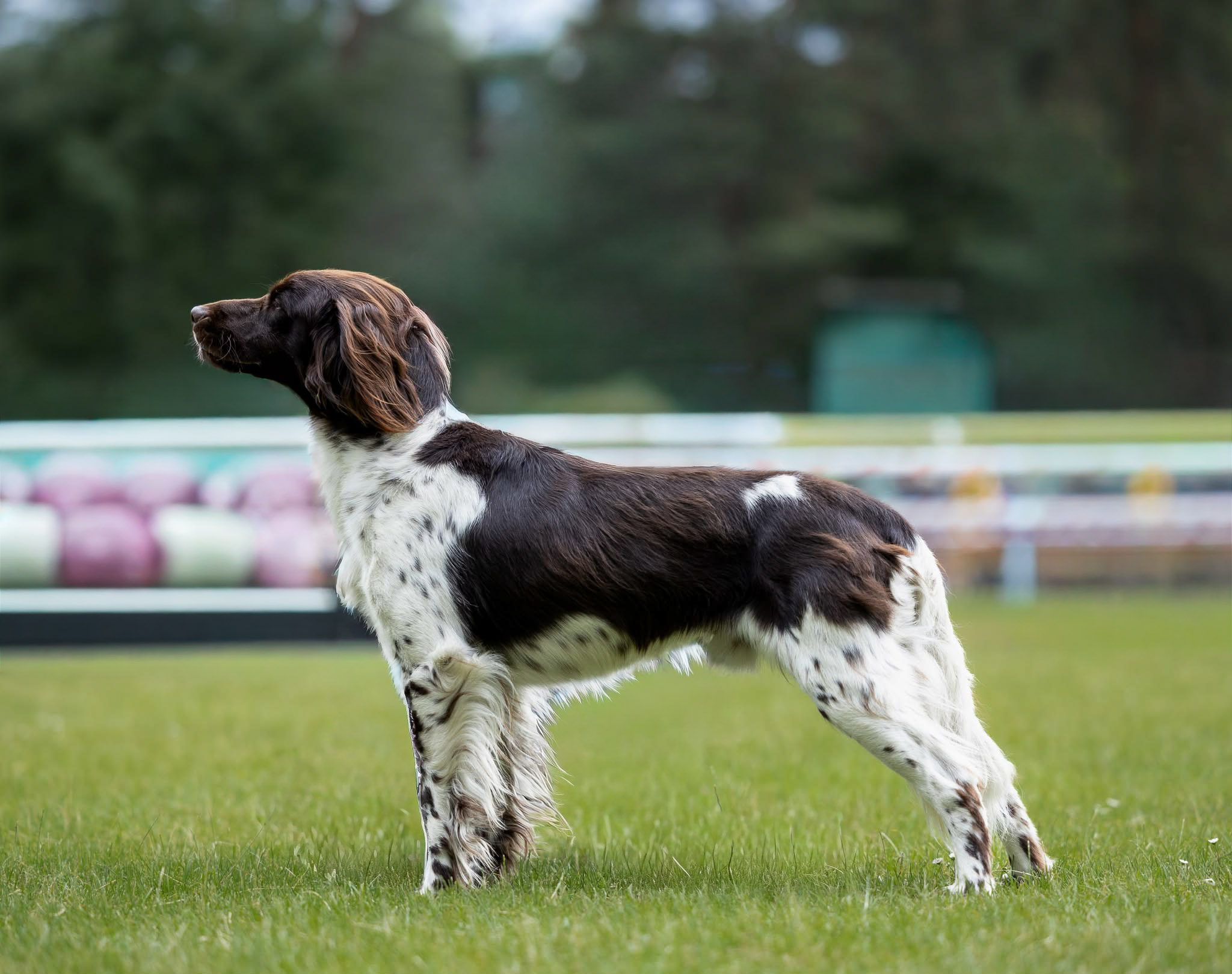 Four Point Kennels 2