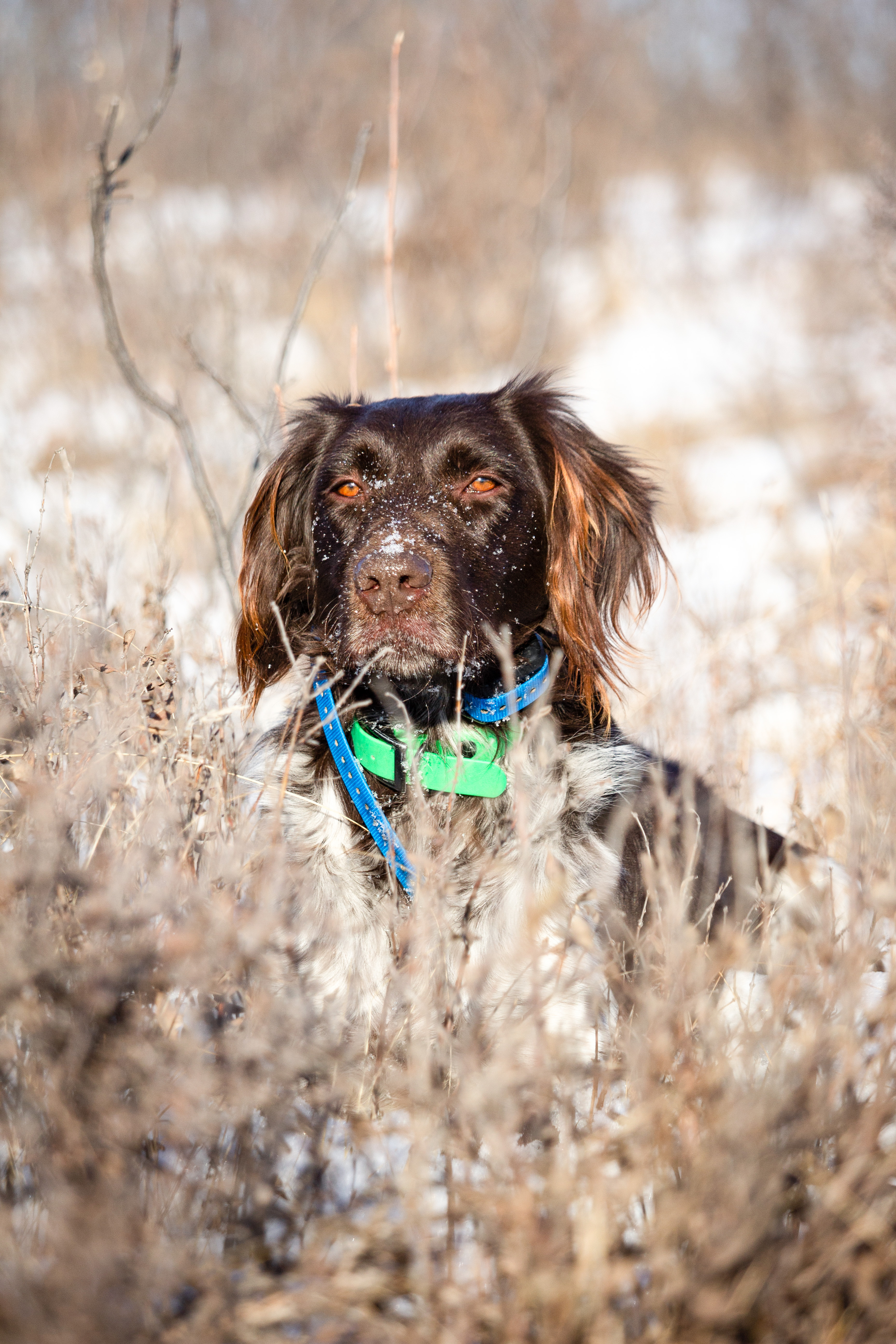 Four Point Kennels 3