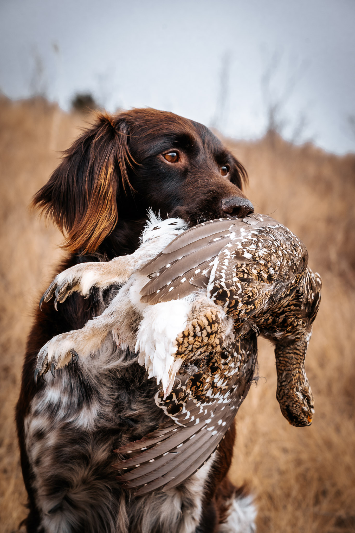 Four Point Kennels 4