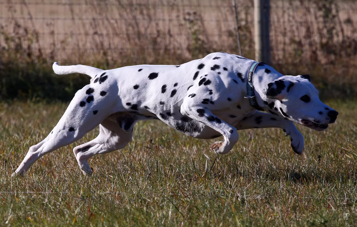 Echoview Dalmatians
