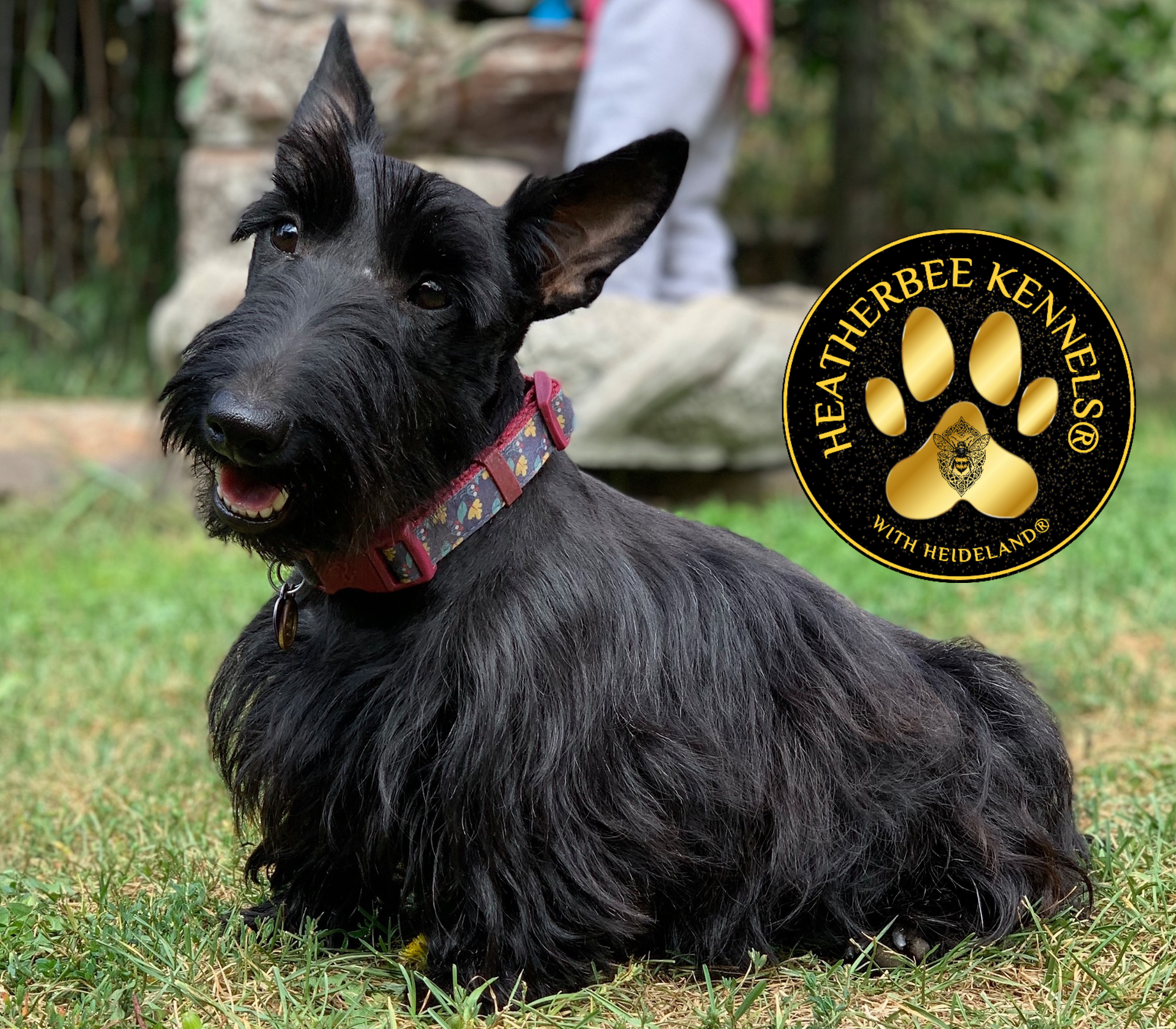 Heatherbee Kennels