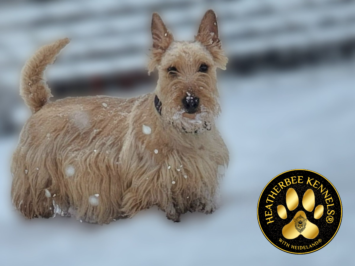 Heatherbee Kennels