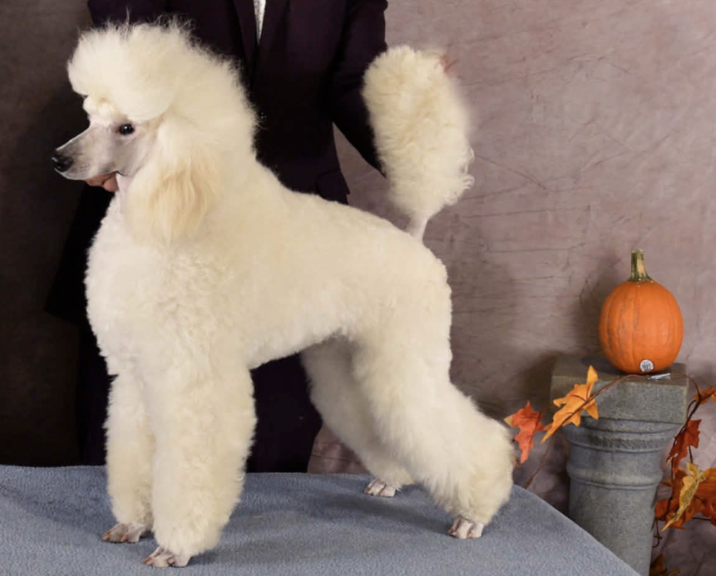 Heidelaind® Poodles