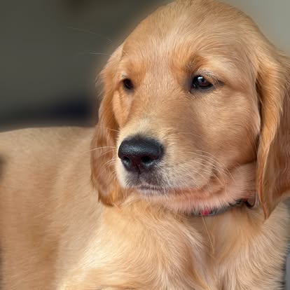 Heatherbee Kennels