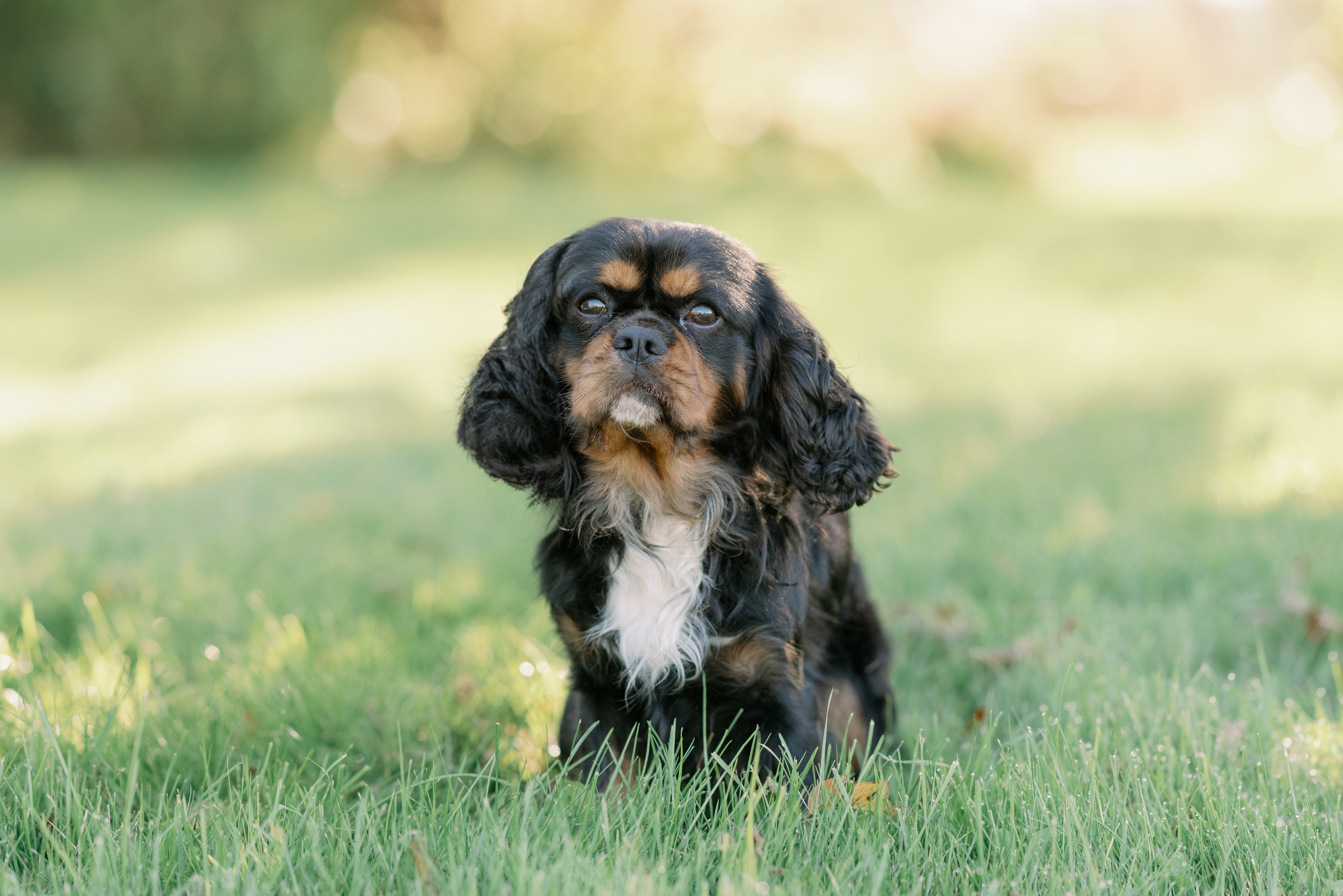 Cedar Creek Kennels 