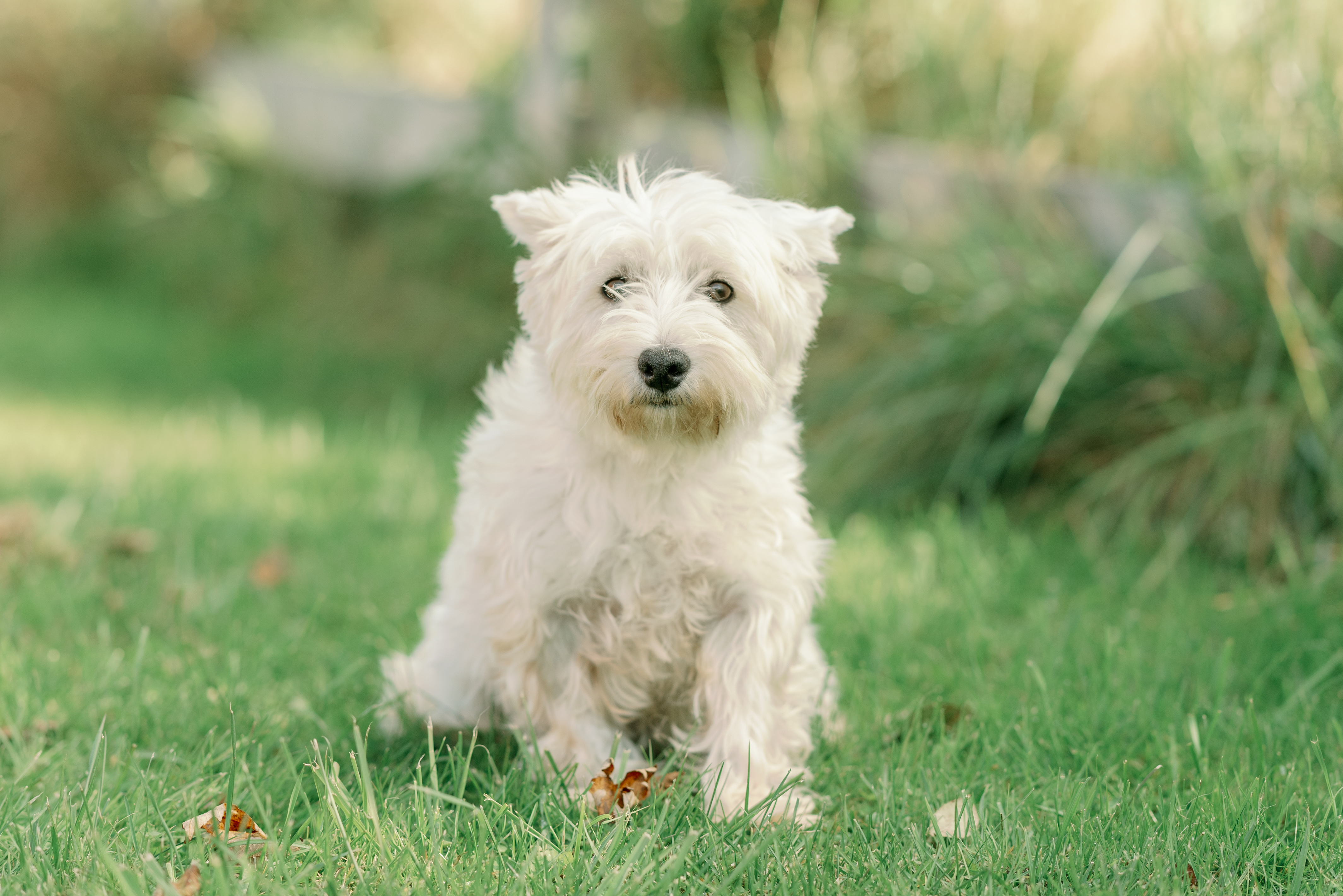 Cedar Creek Kennels 
