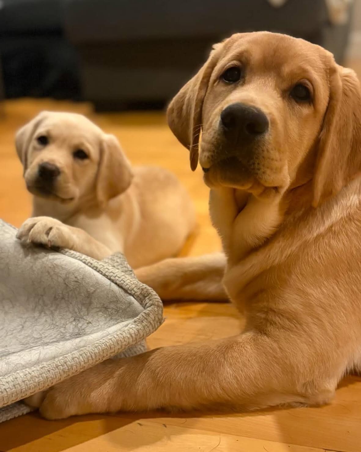 Storius English Labrador Retrievers