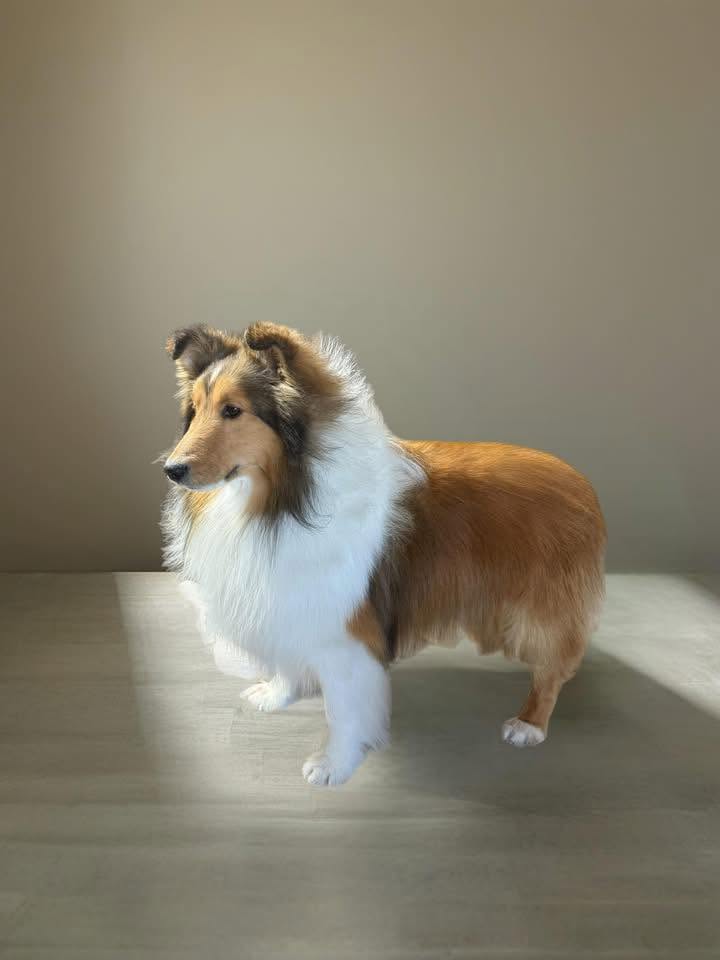 Kylone Kennels