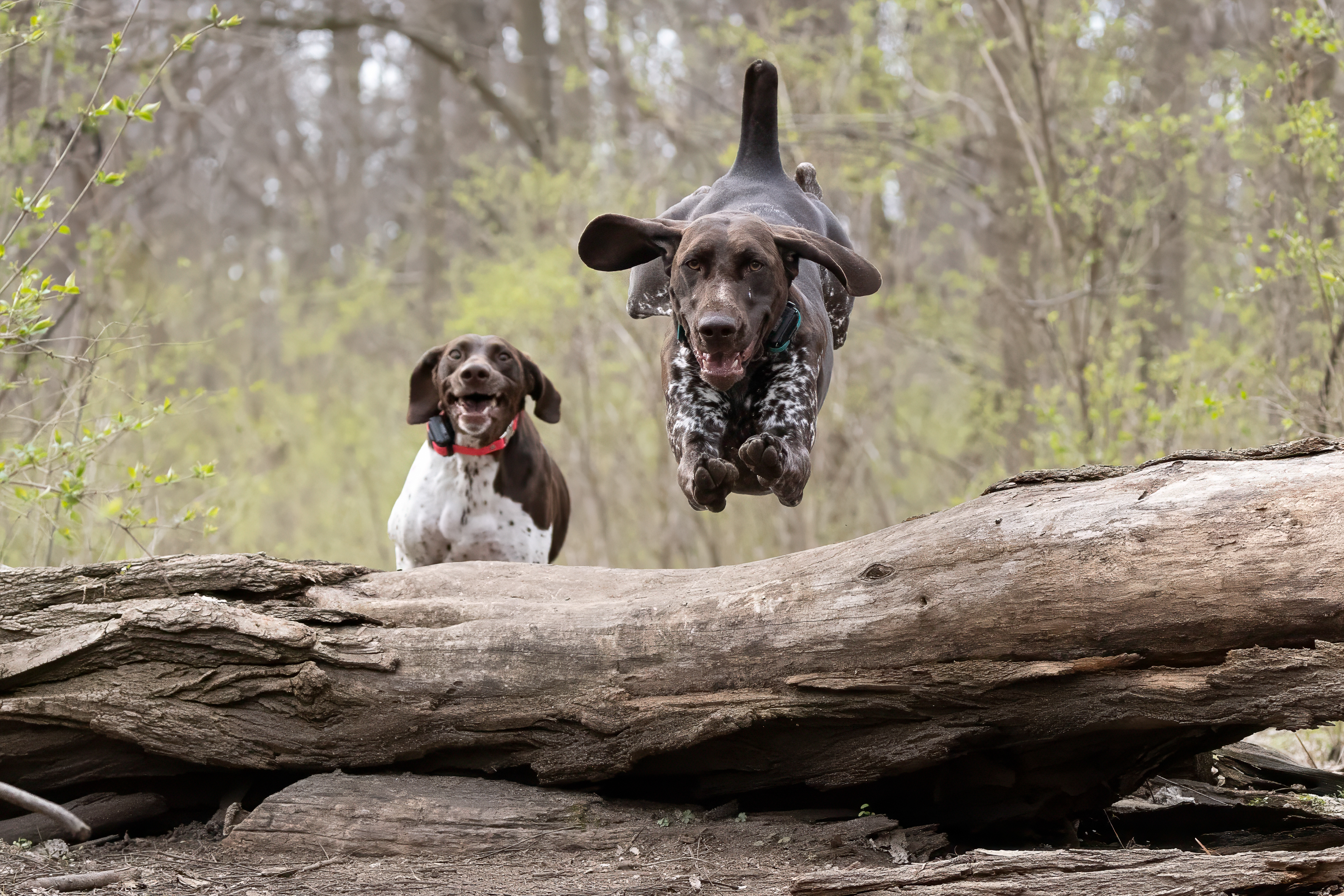 Arrowpoint German Shorthaired Pointers