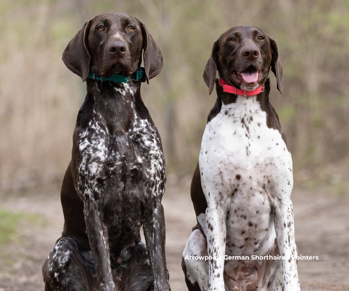Arrowpoint German Shorthaired Pointers