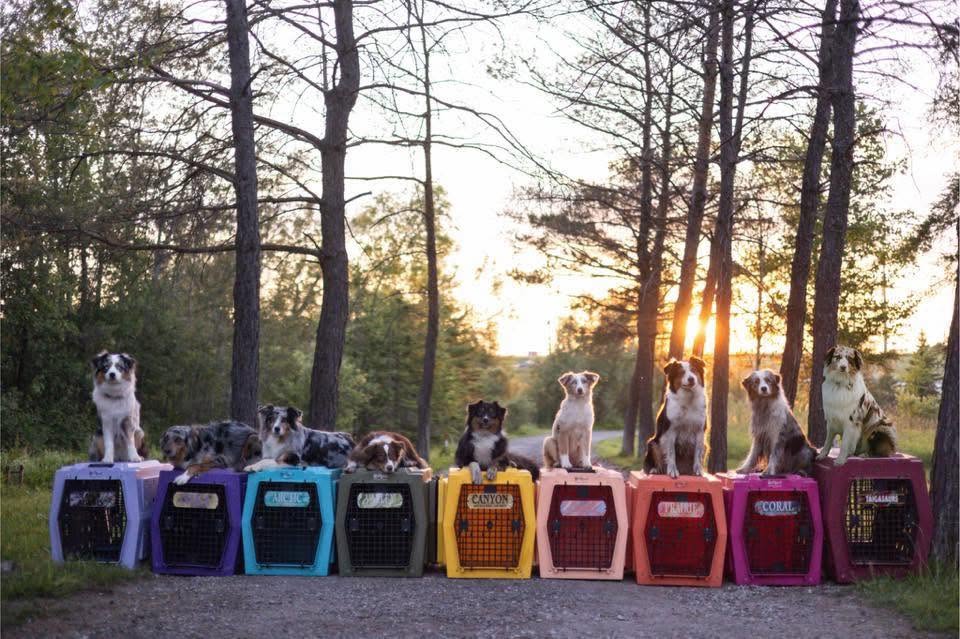 Ocean - Taiga Australian Shepherds