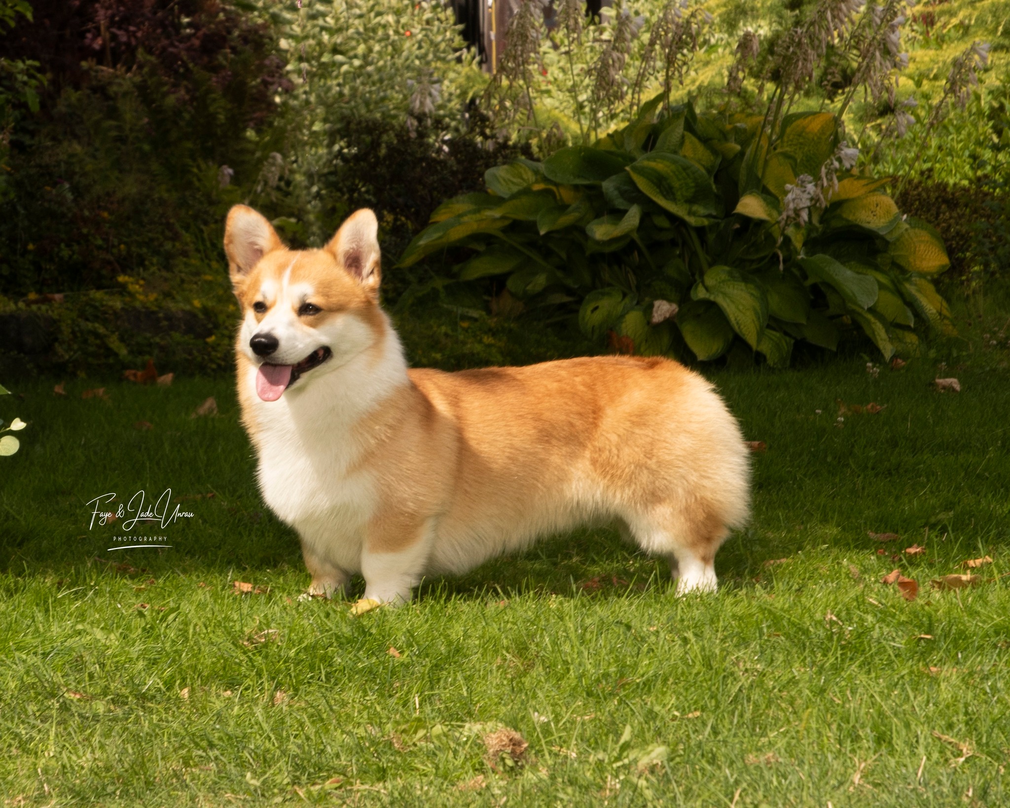 Traveling Gypsy Corgis