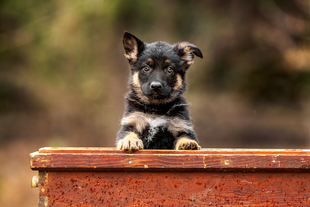 Lojack Sport Dogs  5