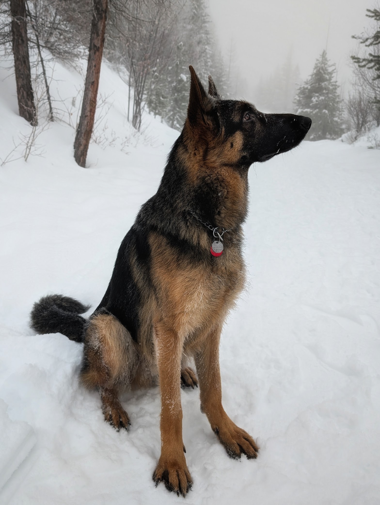 Lojack Sport Dogs  6