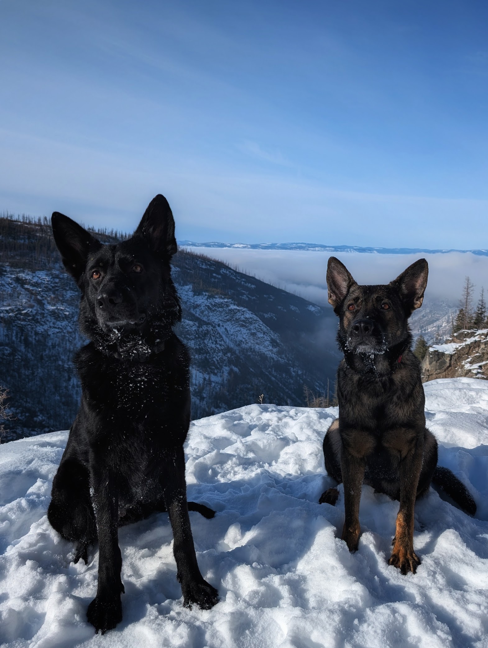 Lojack Sport Dogs  7