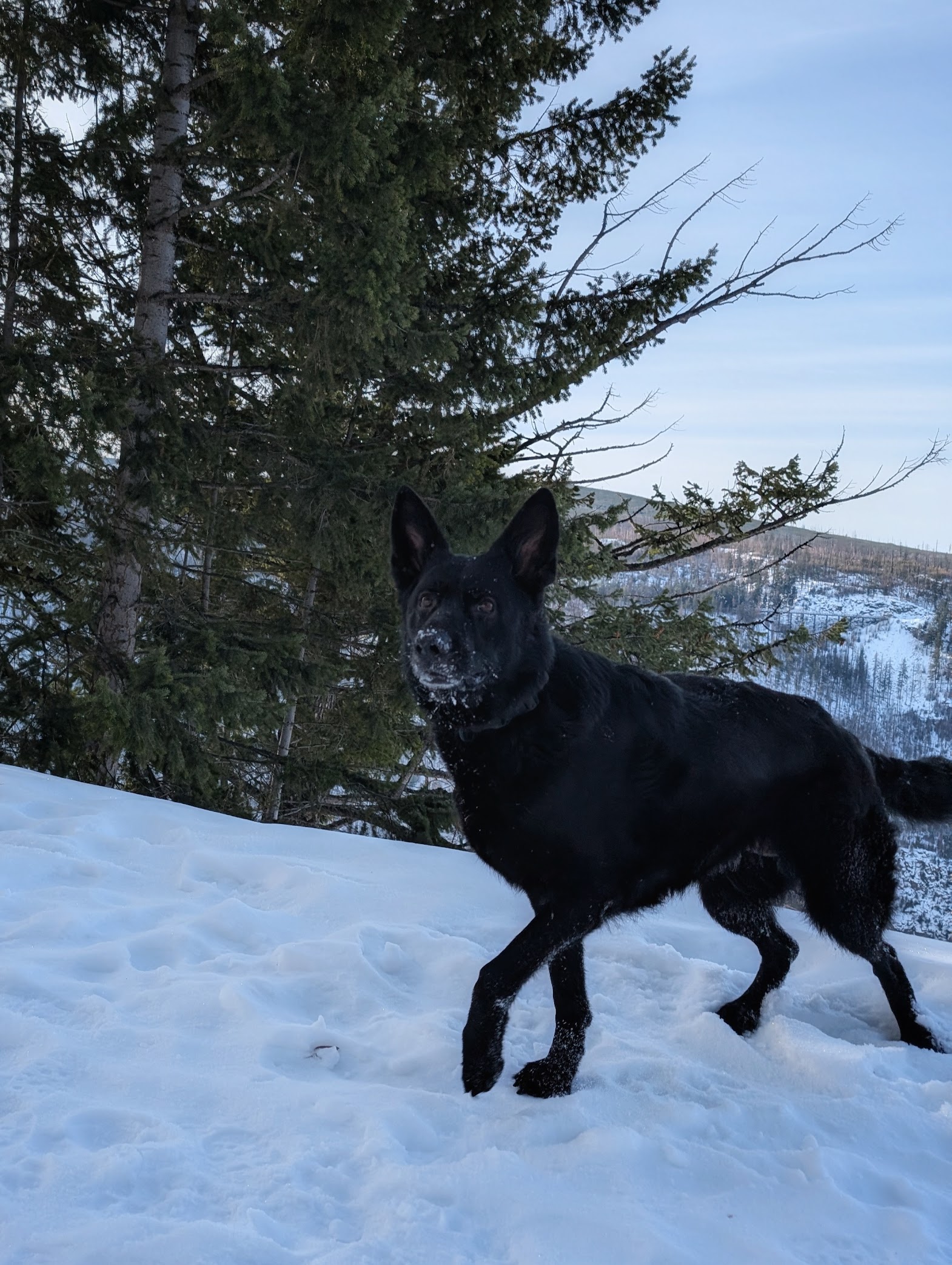 Lojack Sport Dogs  8