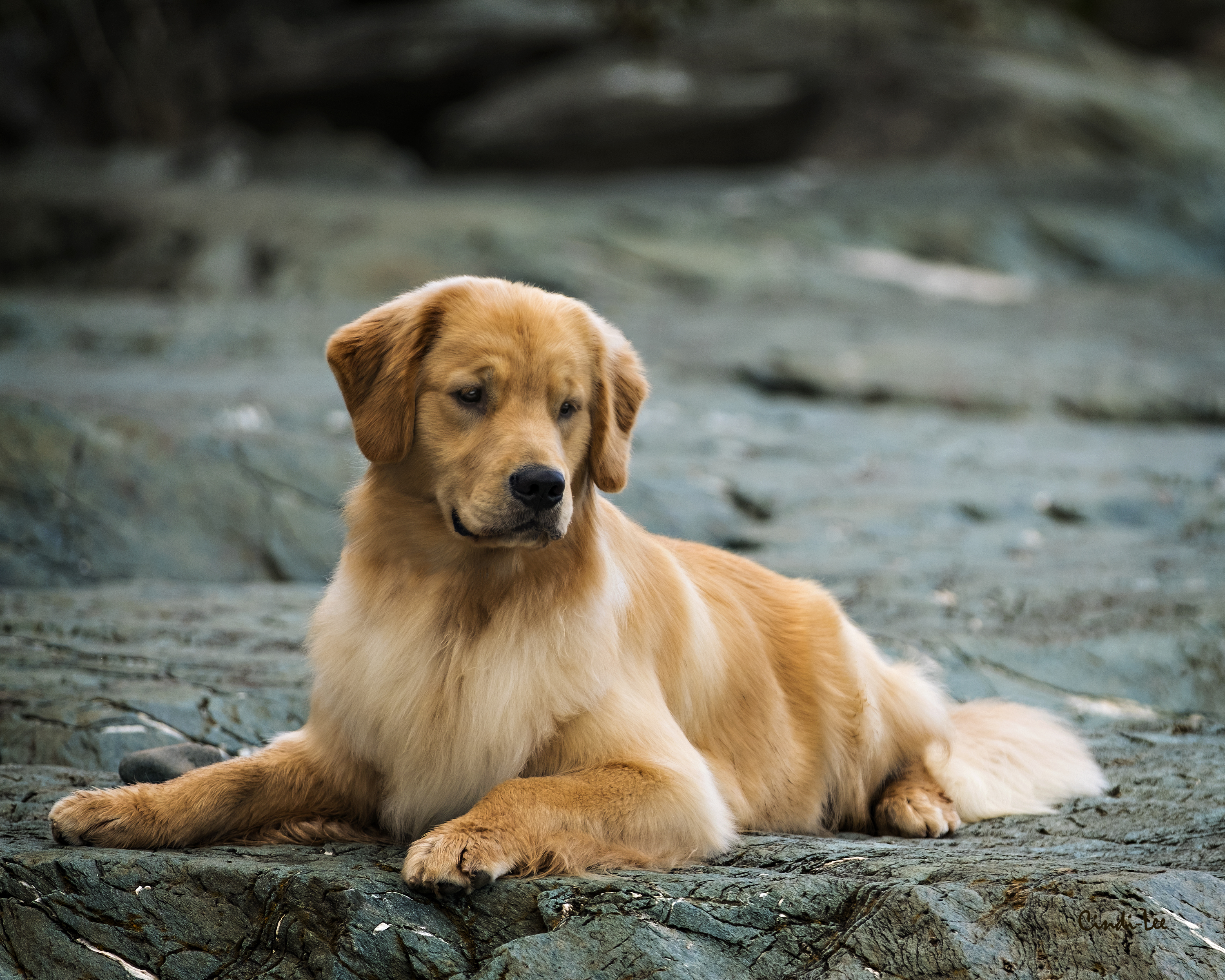 Nikmor Golden Retrievers