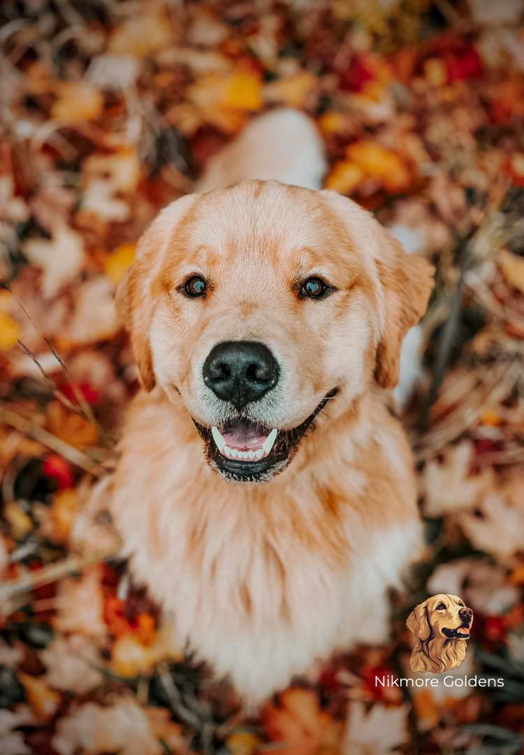 Nikmor Golden Retrievers 