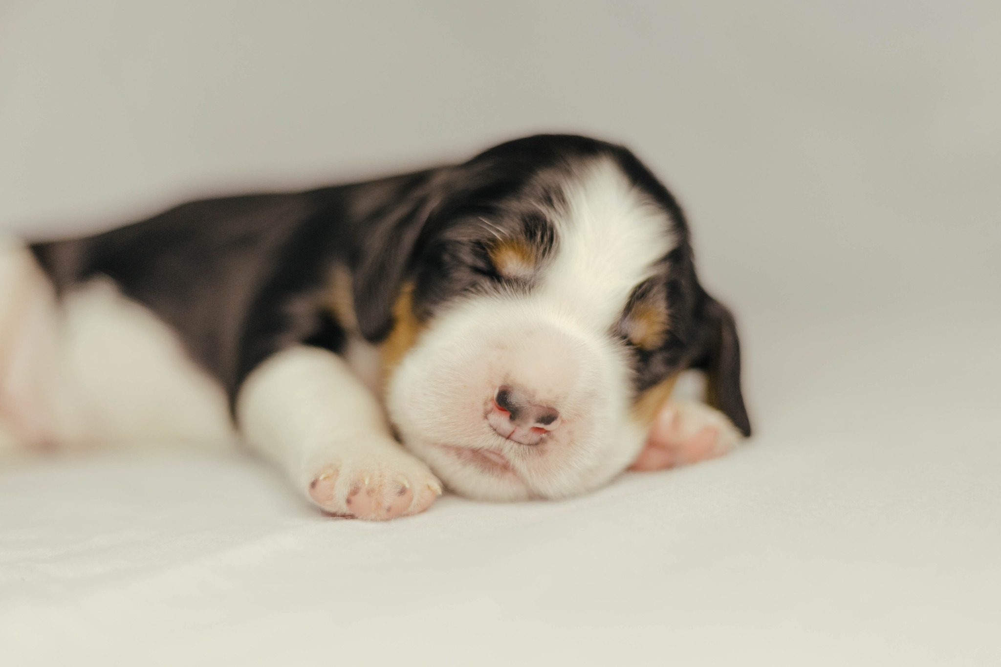 Pureheart Springer Spaniels
