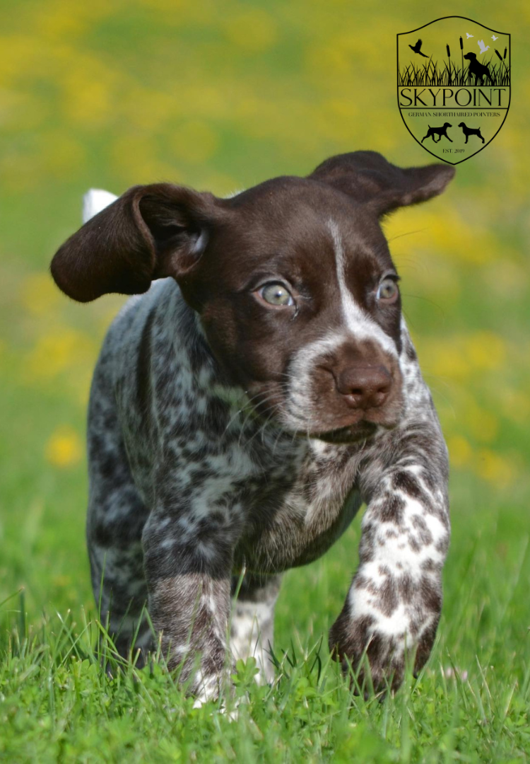 Skypoint German Shorthaired Pointers