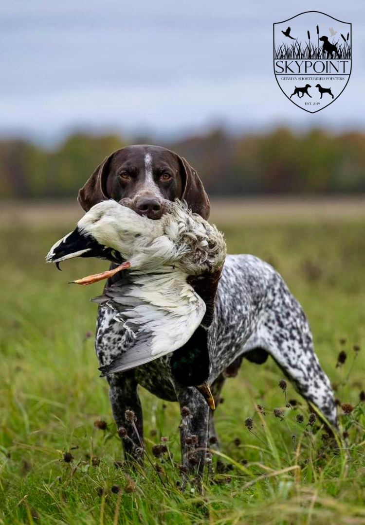 Skypoint German Shorthaired Pointers 2