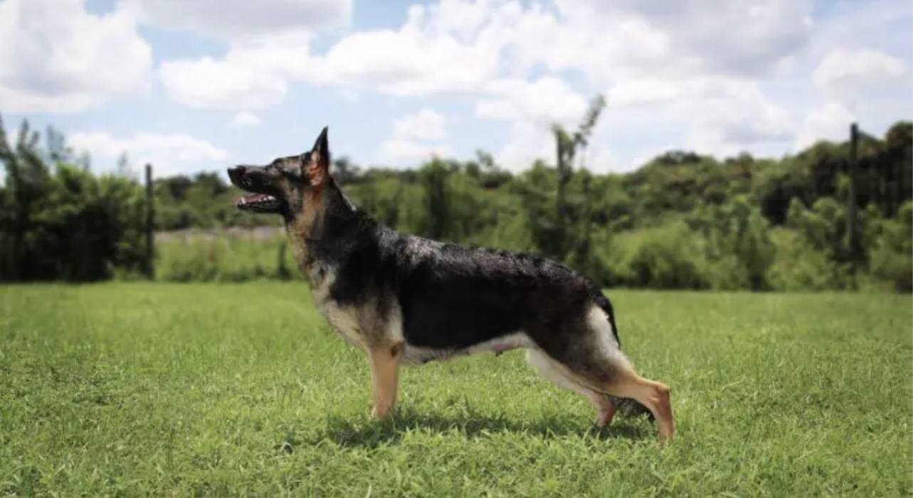Clarknberg German Shepherds